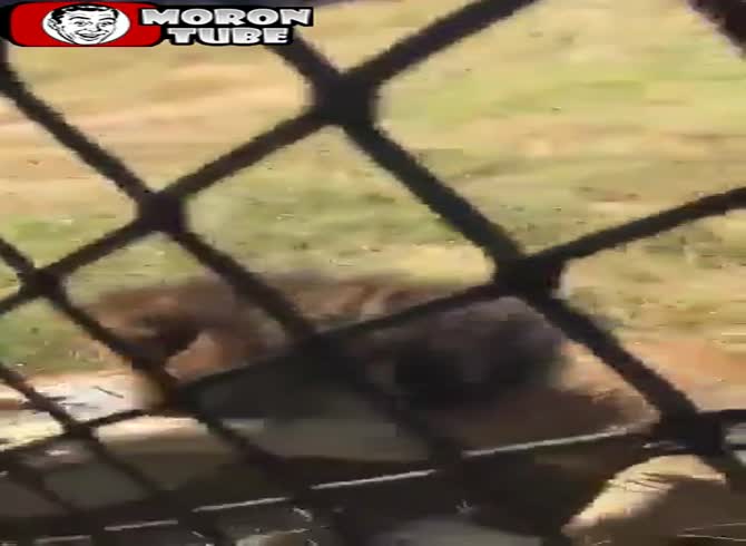 Video :A lion in South Africa loses his mind and attacks the guy who adopted him as a youngster
